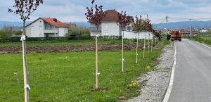 Shoqata Humanitare Dumoshi vazhdon gjelbërimin e parkut